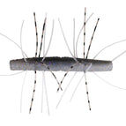 Electric Shad
