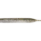 Silver Flash Minnow