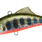 Yamame Red Belly